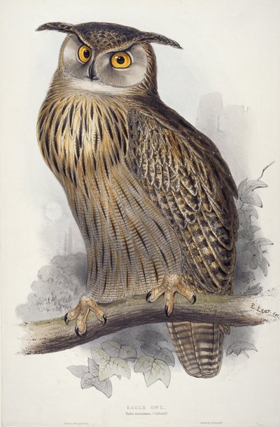 Eagle Owl. Bubo maximus, 1832-1837 by Edward Lear